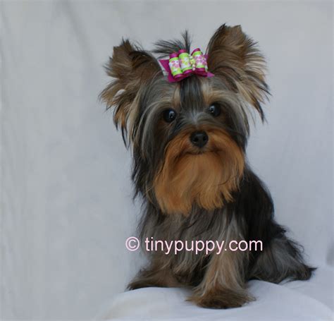 photo gallery  tinypuppycom teacup yorkie puppies tinypuppy