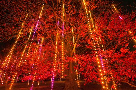 pin  illumination tree lights   morton arboretum