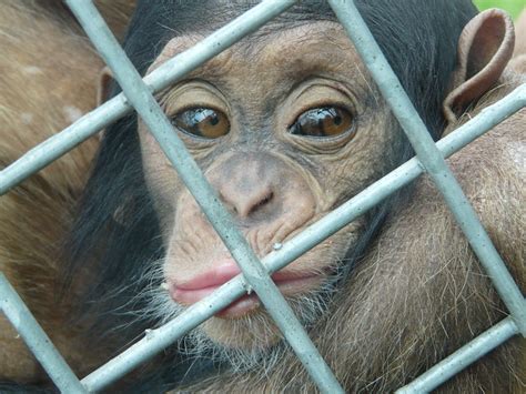 baby chimpanzee  photo  flickriver