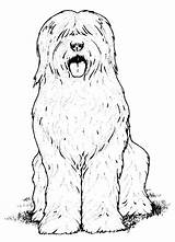 Hond Kleurplaat Honden sketch template