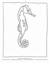 Pages Seahorse Coloring Ocean Visit sketch template