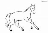 Galloping Pferd Pferde Ausmalbilder Foal Fohlen Galoppierendes Ausmalen Dxf sketch template