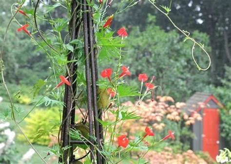 cardinal climber   cousins annual vines   hummingbird favorites    garden