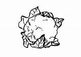 Cauliflower Coloring Drawing Getdrawings Pages Edupics Large sketch template