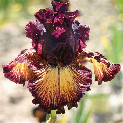 les iris germanica cest en ete quil faut les planter fleurs vivaces fleurs jardin violet