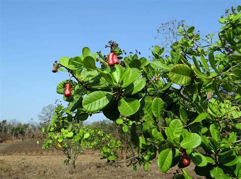 die cashew frucht interessantes ueber den cashewbaum und seine