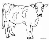 Cow Cool2bkids sketch template