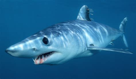 mako sharks fun animals wiki  pictures stories