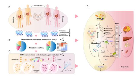 metabolites  full text metabolic modeling  human gut microbiota   genome scale