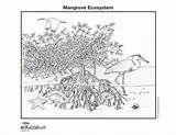 Mangrove Ecosystem Mangroves Wetlands Ecosystems Biome Nationalgeographic Zentangle Wetland Arctic Rocky Swamp Manglar Biodiversity Ecosistema Coloringpage sketch template