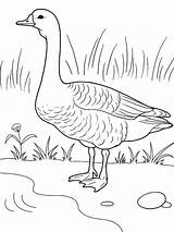 Coloring Pages Goose Birds Gooses sketch template