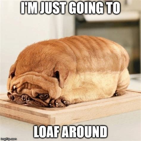 dog loaf imgflip