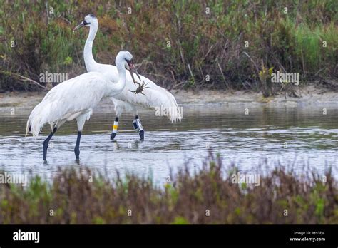 whooping cranes  aransas national wildlife refuge stock photo alamy
