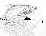 Trout Coloring Fishing Fly Drawing Rainbow Pen Manly Adult Ink Pages Template sketch template