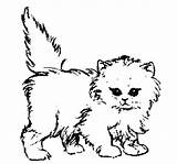 Coloring Cat Pages Calico Kitten Getcolorings Printable sketch template