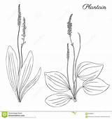 Plantago Vector Doodle Plantain Medicinal Drawn Major Wild Field Plant Flower Hand Background Great Illustration Preview sketch template
