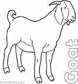 Goat Herbivorous sketch template
