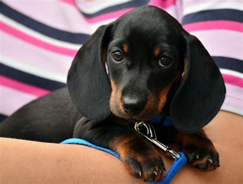 dachshund puppies dachshund puppy facts      puppy