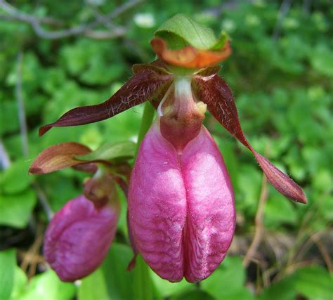 Stemless Lady Slipper Orchid That Grows Up To 17 In