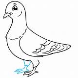 Pigeon Draw Step Drawing Easy Lines sketch template