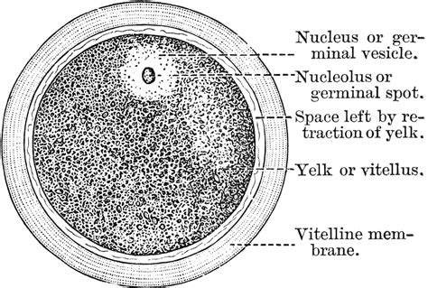 A Diagram Of The Human Ovum Clipart Etc