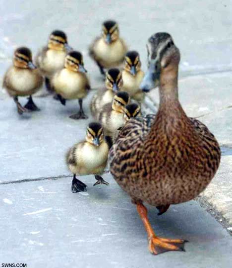 pictured  proud mother duck    ducklings waddle