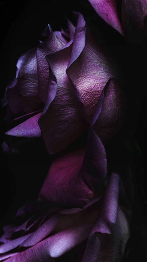 pure elegant rose flower macro iphone  wallpapers