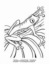 Kleurplaten Kikker Kikkers Rana Frosch Grenouille Mewarnai Reptiles Dieren Katak Coloriages Animasi Poison Rainforest Kodok Ranas Malvorlage Dart Frogs Bergerak sketch template