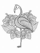 Mandala Flamingos Bird Volwassen Nerdymamma Flamenco Volwassenen Kleuren Zentangle Kaynağı Makalenin sketch template