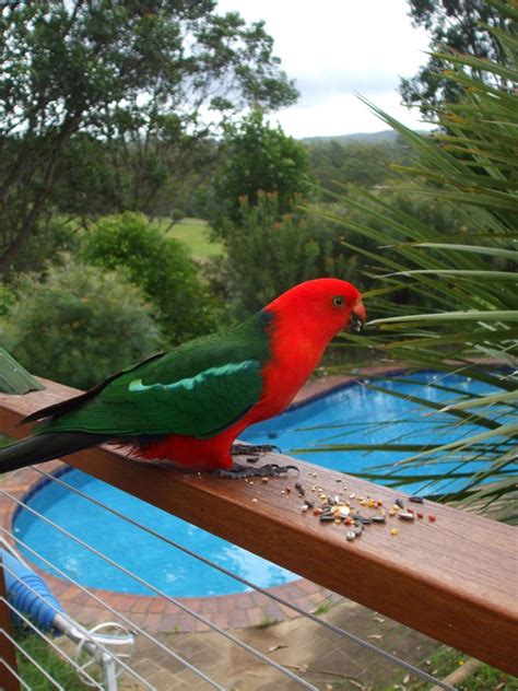 king parrot kerewong pool southern cross horse treks australia kerewong