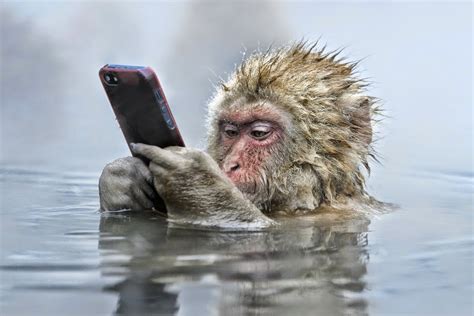 grappige afbeeldingen aap met gsm