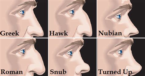 heres   shape   nose reveals   personality