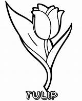 Tulip Printable sketch template