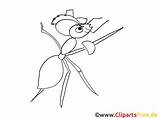 Ameise Insekten Malvorlage Zugriffe Malvorlagenkostenlos Titel sketch template