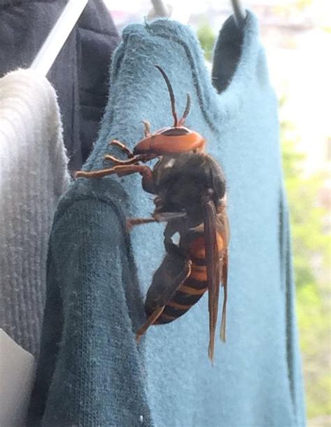 Massive Japanese Hornet Picture Goes Viral Daily Star