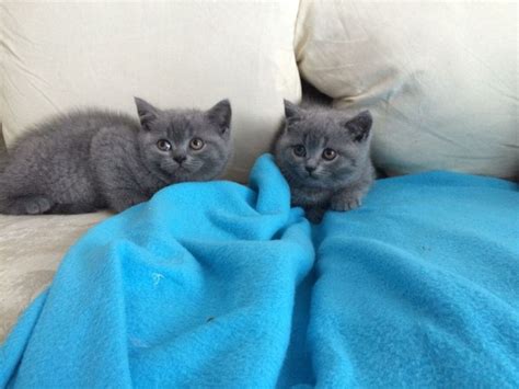 British Shorthair Kittens For Sale Adoption From Sabah Kota Kinabalu