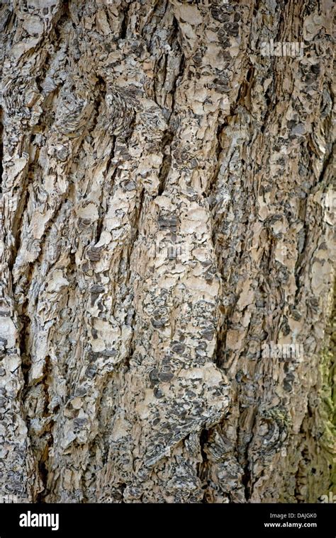 douglas fir pseudotsuga menziesii bark stock photo alamy