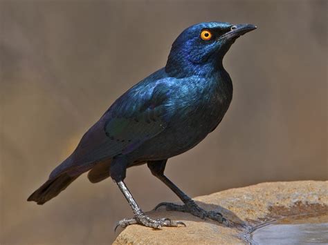 cape starling ebird