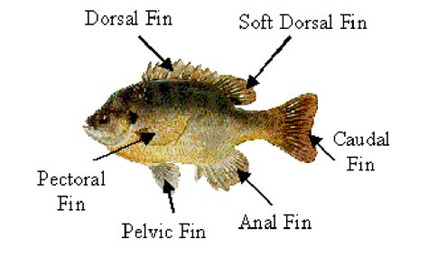 anatomy   sunfish  scientific diagram