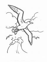 Albatross Coloring Pages Birds Recommended sketch template