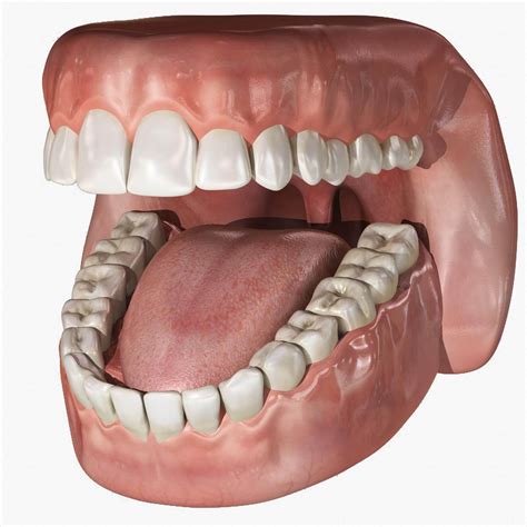 human mouth  model  dcbittorf