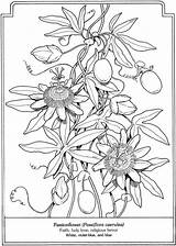 Coloring Dover Publications Pages Flowers Book Flower Passionflower Para Doverpublications Passion Language Passiflora Colorir Flor Line Drawing Desenhos Flores Blogx sketch template