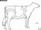 Coloring Cow Angus Holstein Cattle sketch template