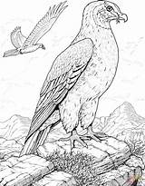 Coloring Prey Bird Hawk Pages Printable Color Supercoloring Hawks Drawings Gif 64kb 1048 sketch template