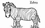 Zebra Coloring Pages Zebras Color Template Printable Kids Drawing Clipart Templates Print Animal Head Cartoon Clip Outline Cliparts Line Baby sketch template