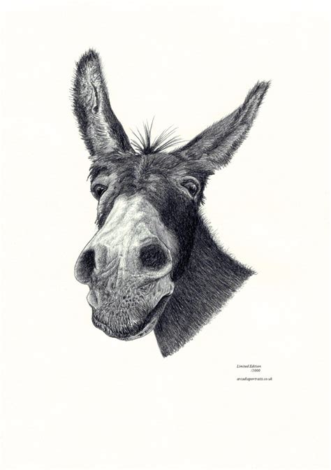 donkey head portrait limited edition art drawing print signed