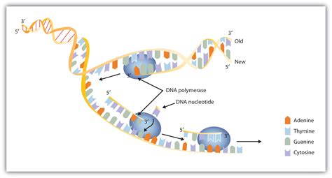replication  expression  genetic information  basics  general organic