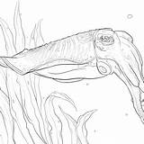Cuttlefish Coloring Getdrawings sketch template