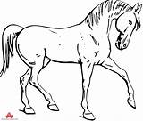 Horse Clipart Walking Outline Library Proud Cliparts Clip sketch template