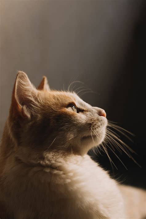 photo   ginger cat pixeor large collection  inspirational